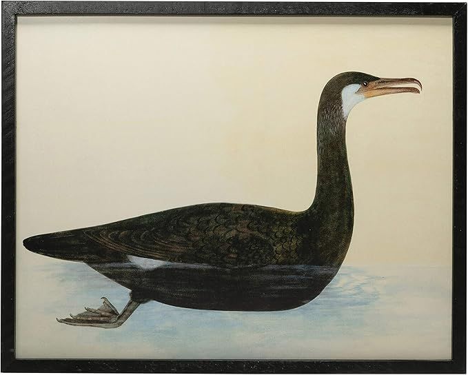 Creative Co-Op Wood & MDF Framed Vintage Reproduction Bird Image, Black Wall Décor | Amazon (US)