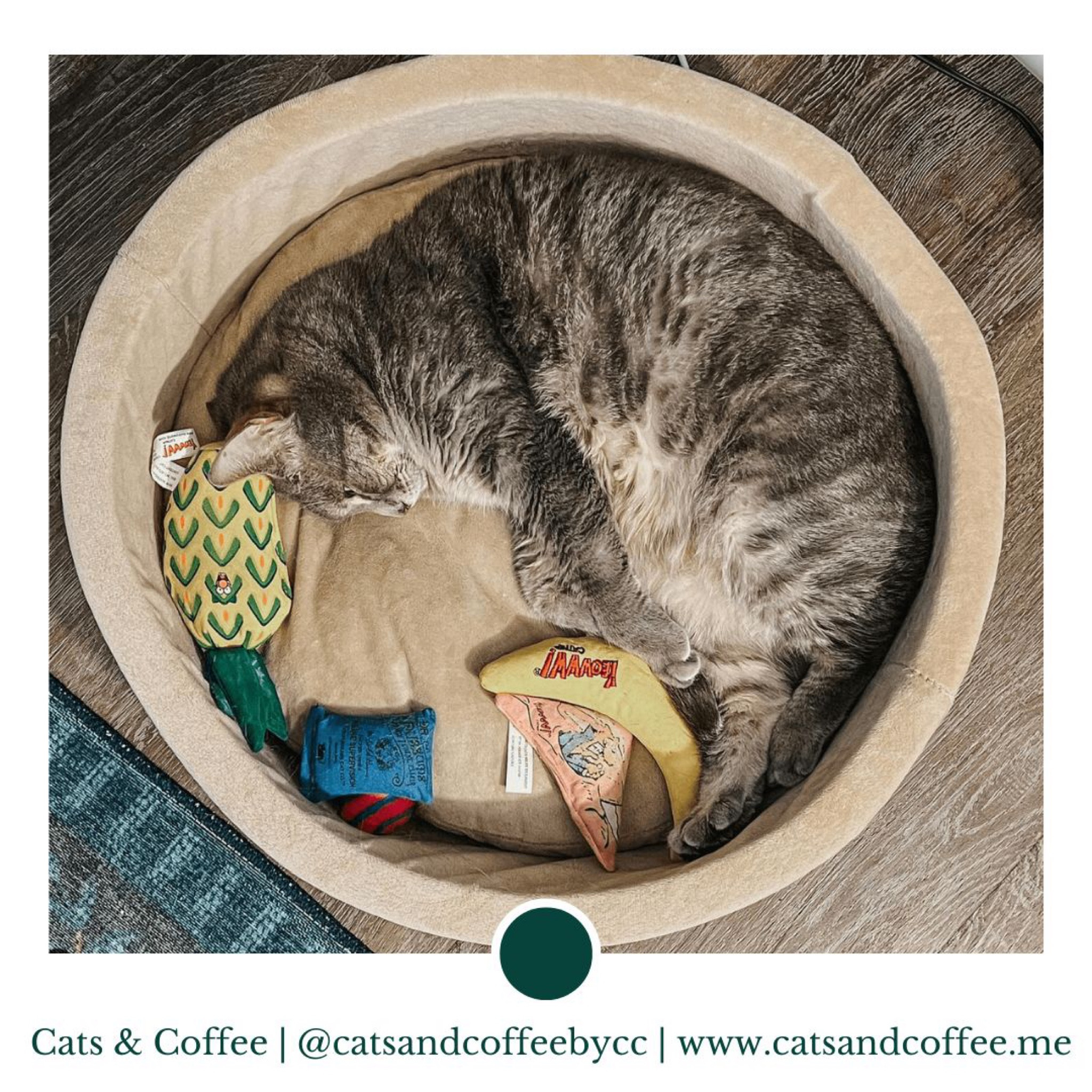 Christmas Gifts for Your Cat - When it comes to holiday shopping, don’t forget to pick up something special for your furbaby! Whether it is big or small, there are lots of great gifts for cats, including those that make your life easier. From aesthetic cat trees to self-cleaning litter boxes from Chewy, heated beds to garden fresh treats from Amazon, these are the top holiday gifts for your cat:

#LTKGiftGuide #LTKfamily #LTKhome