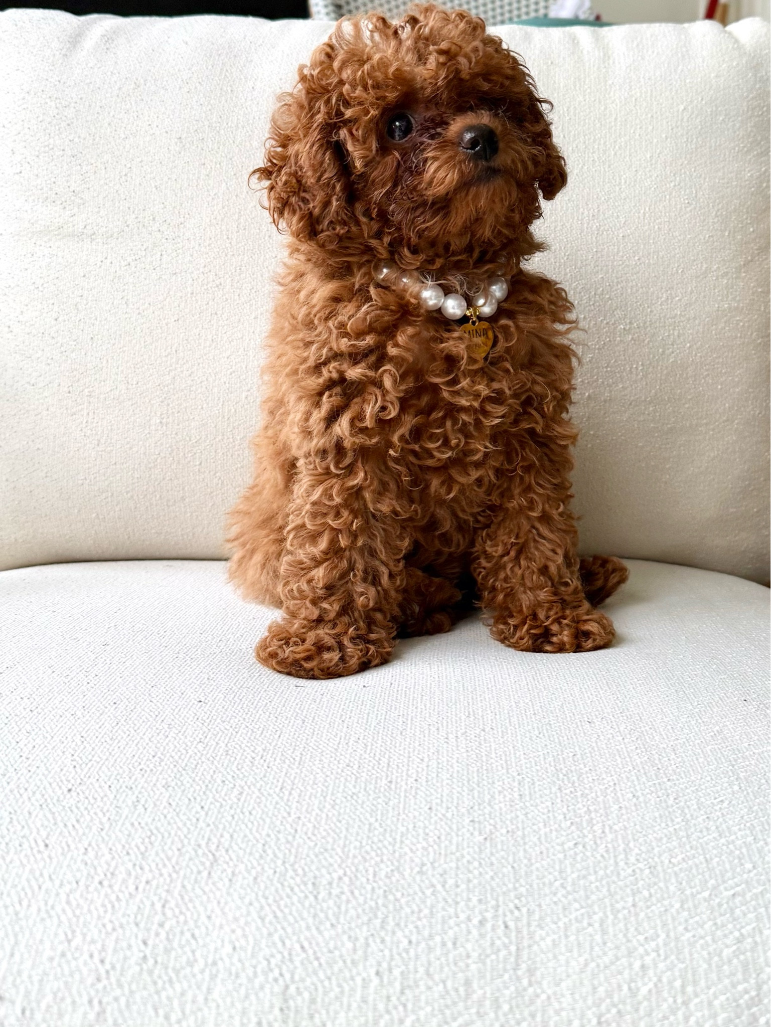 Pet friendly home - puppy essentials 