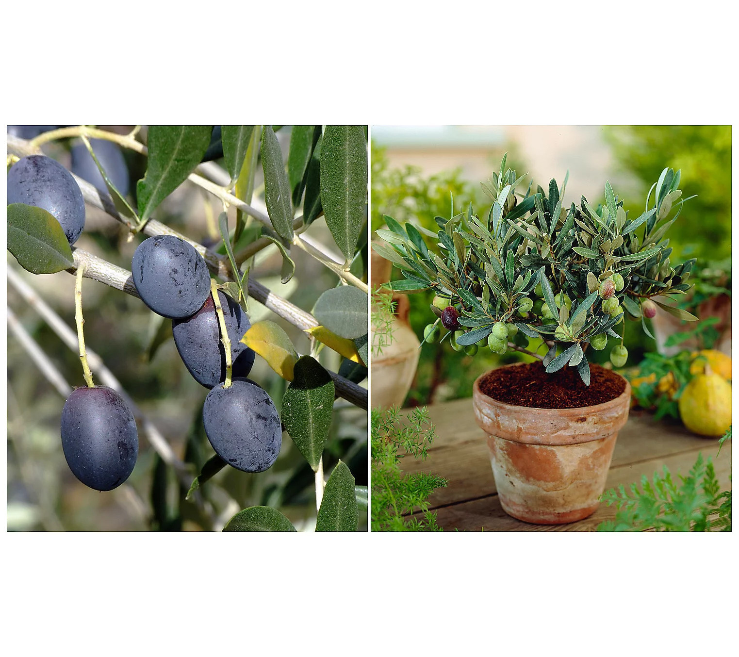 Arbequina olive tree from Roberta's