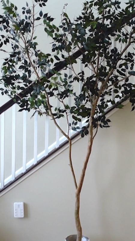 Large Faux Tree (branch gifted)

#LTKhome #LTKunder50 #LTKunder100