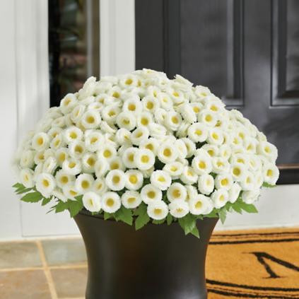 Mum Urn Filler | Grandin Road