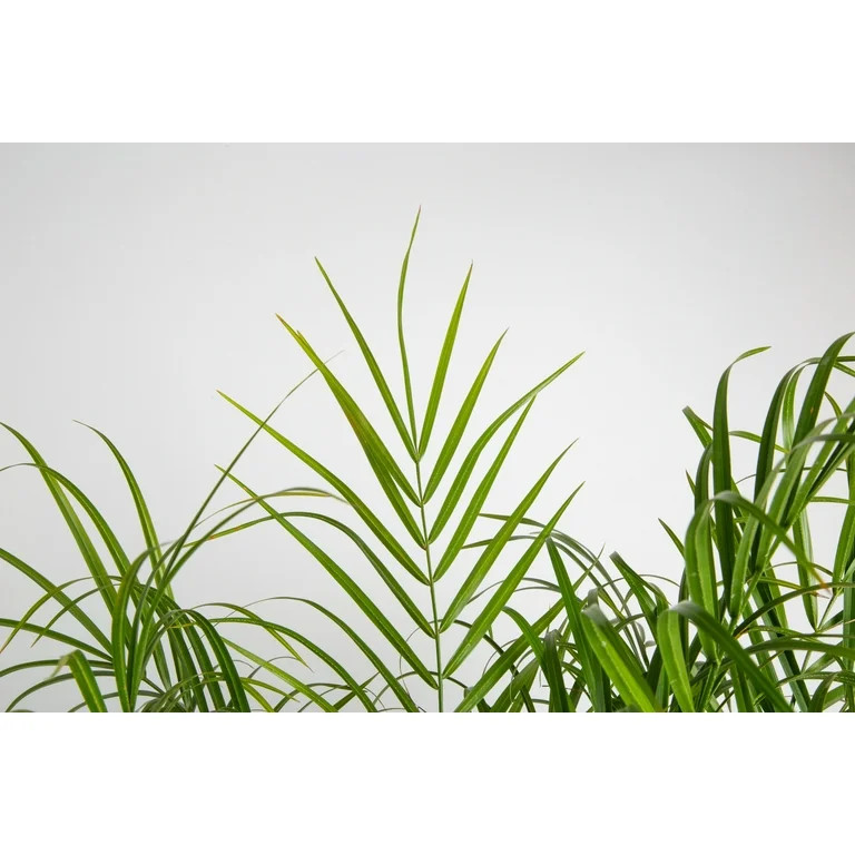 Costa Farms Expert Gardener Live Outdoor 36in. Tall Green Pygmy Date Palm; Full Sun Outdoors Plan... | Walmart (US)