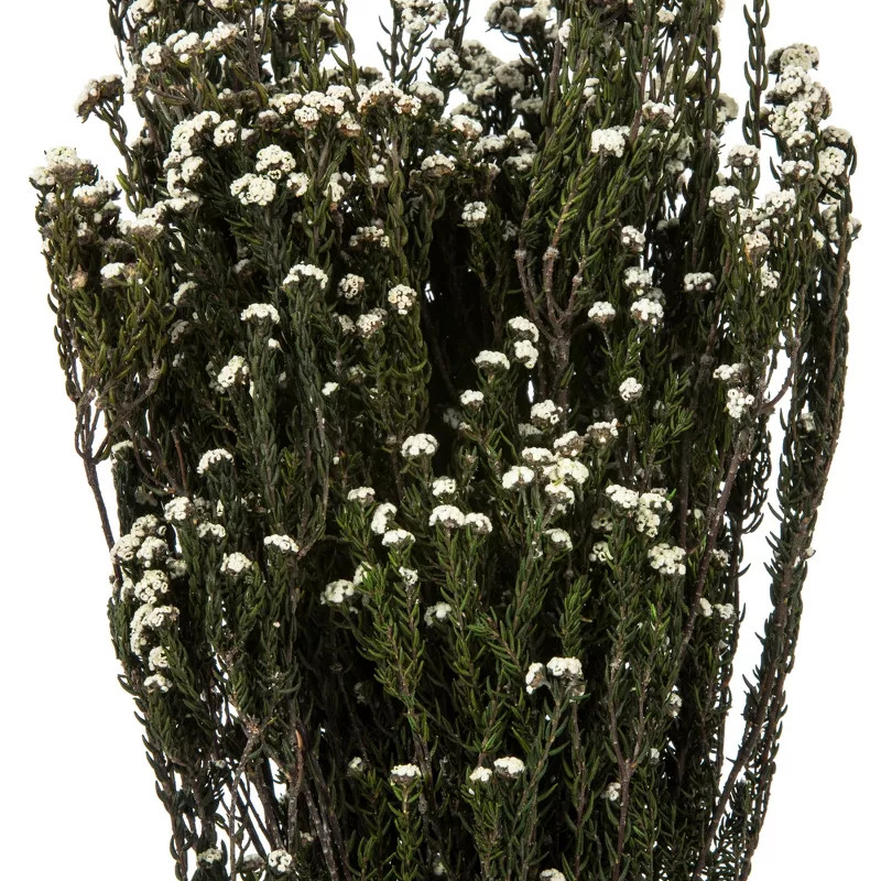 Vickerman Phylica Bundles, Preserved | Target
