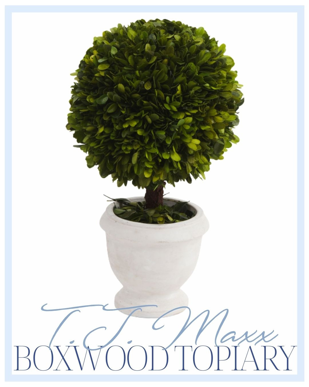 T.J. Maxx real preserved boxwood topiary!  

 #LTKHome