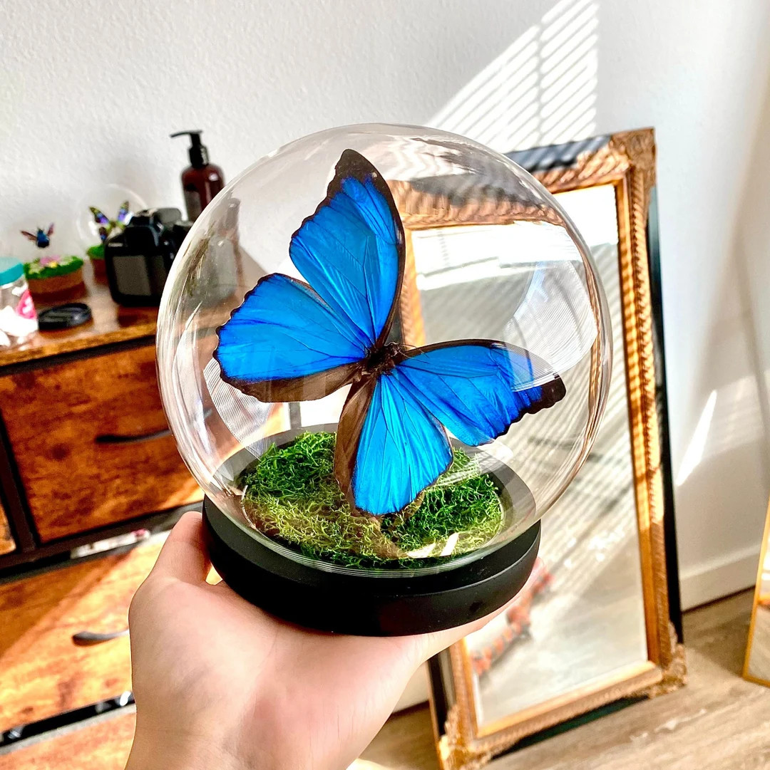 Preserved Blue Morpho Menelaus Butterfly in Glass Dome - Etsy | Etsy (US)