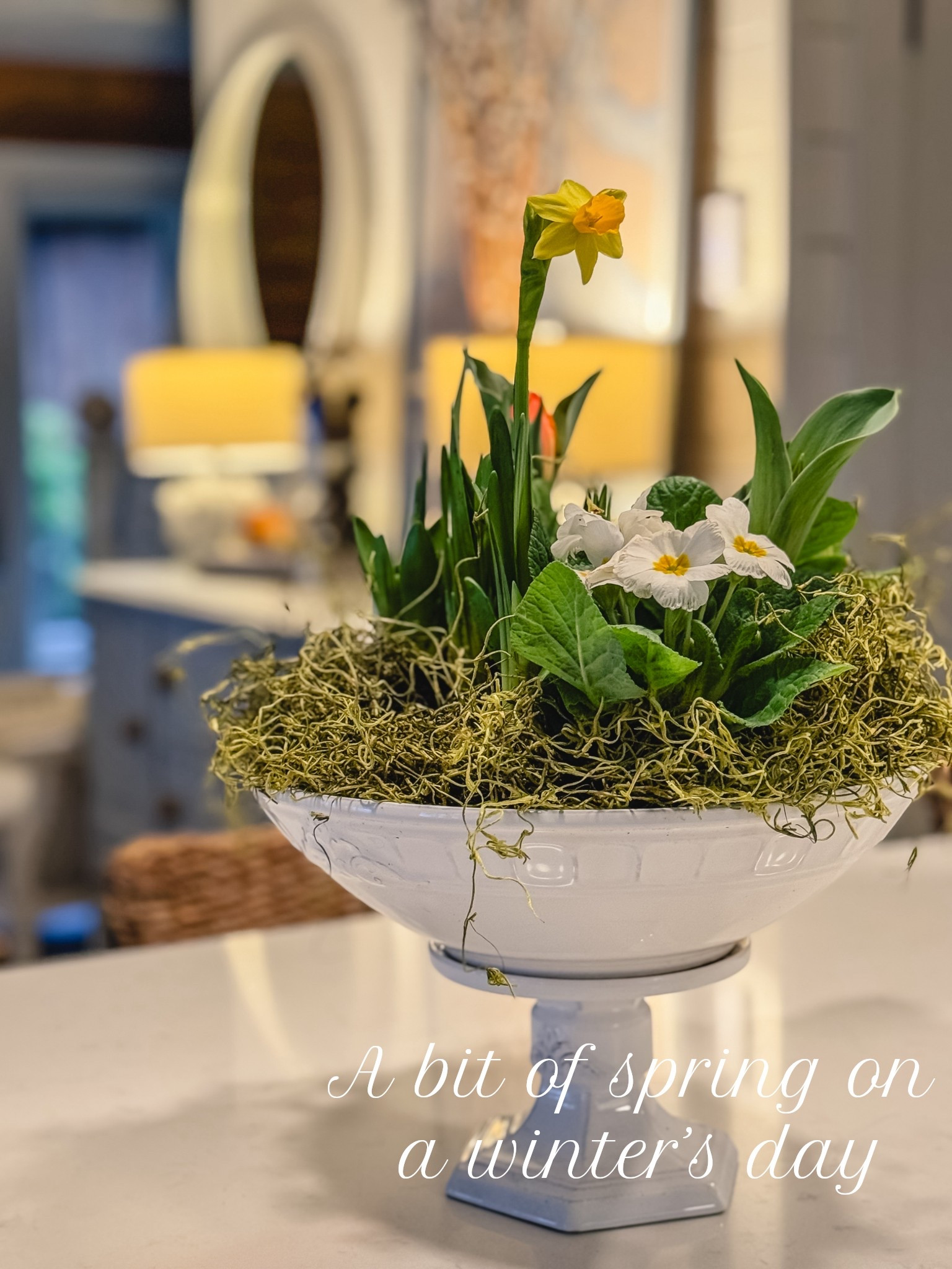 Using spring plants that I bought at the grocery store, I planted them in a pedestal bowl to create a truly “elevated” display in my home. Moss covers up the dirt, giving it a natural, lush look. Adding a bit of spring as I transition from Christmas decorations to winter whites, gives me joy. 

#LTKhome #LTKstyletip #LTKwinter