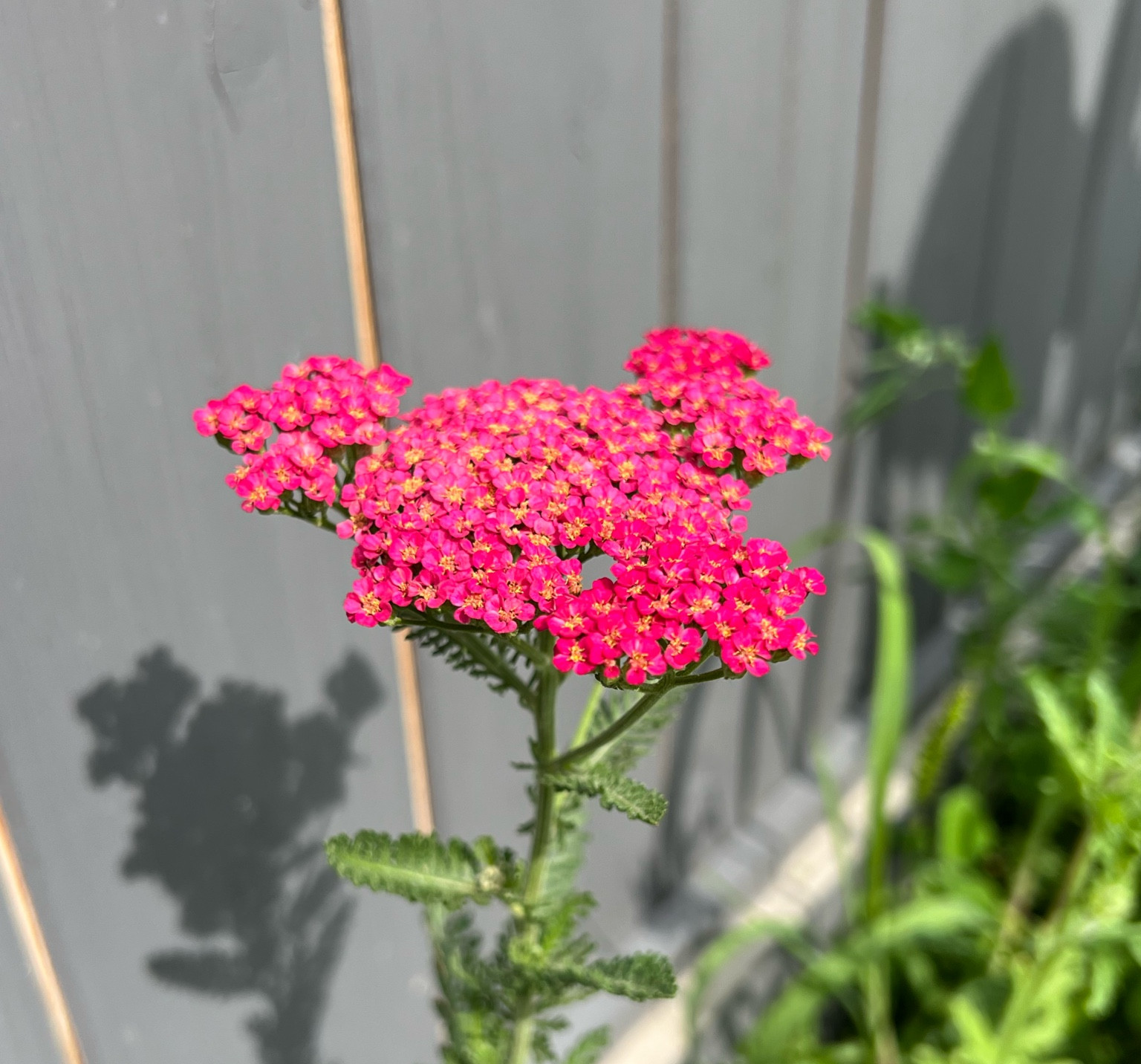 Pink yarrow in the pollinator garden 🌿 🐝 🌸 #garden #pollinators #wellness #ecofriendly 

#LTKhome #LTKSeasonal #LTKfamily