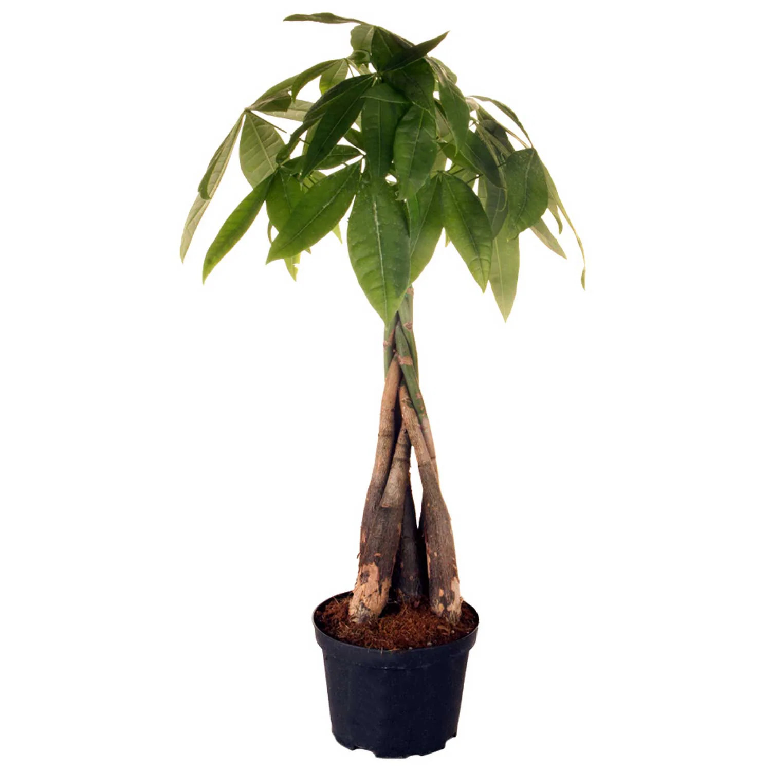 Costa Farms Pachira Braid Money Tree House Plant in 4-in Pot | M-PHB-G-POT-01-LW | Lowe's