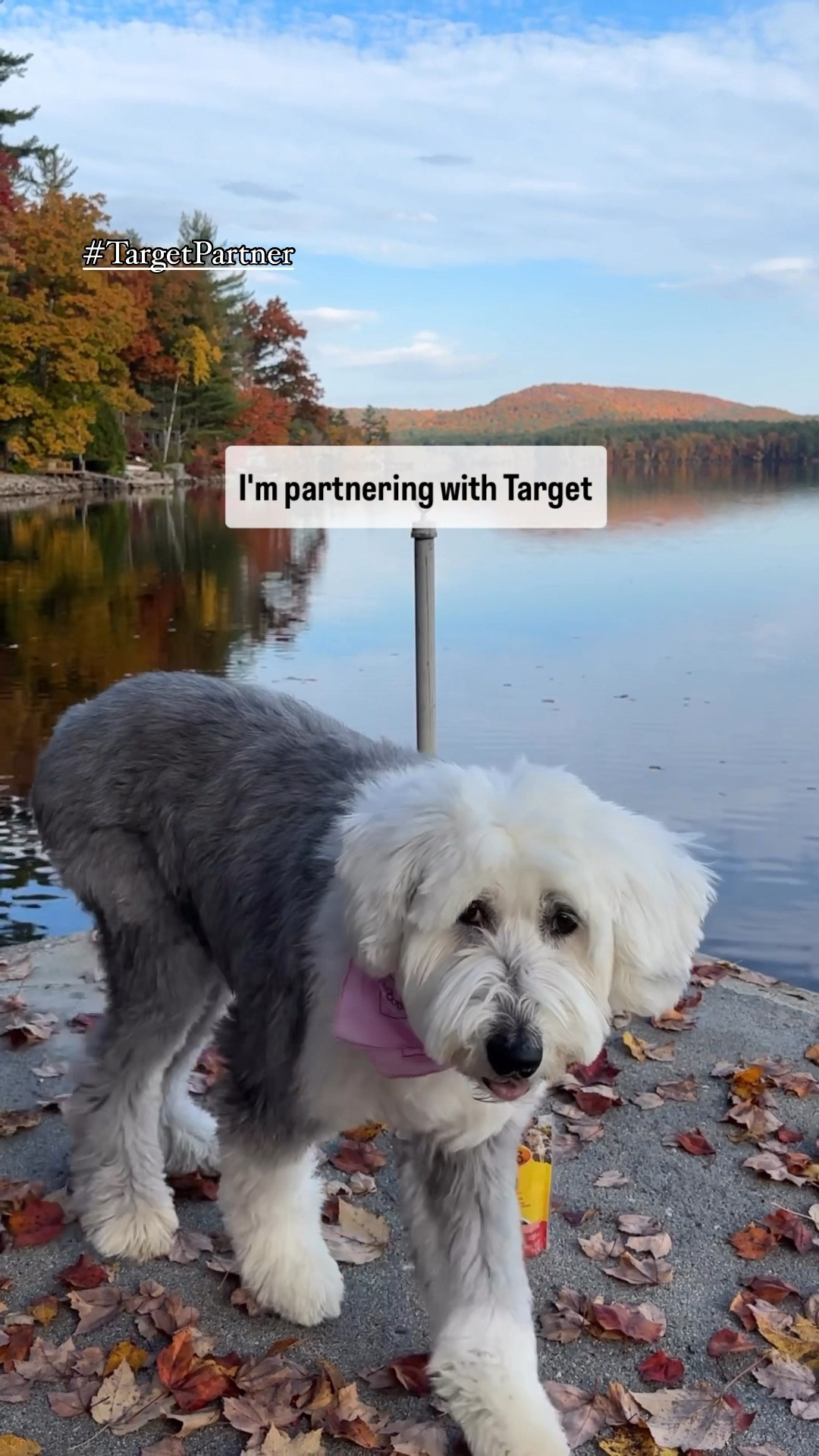 #ad Happy (soon to be) December! We have the perfect holiday gift for your dog… @zukespets Mini Naturals. Here we are spending a morning in Maine together this fall, and I swear the only thing that gets Liberty back inside are these treats! But can you blame her, I mean look at that fall foliage! 🍂 You can scoop them up via @target: shop them via my Instagram stories or my profile on the @Shop.LTK app! 🐾🎁🎯

#Chooseyouradventure #Zukespack #letsgozukes #TargetPartner #Target #PurinaTreatsPartner #liketkit

#LTKGiftGuide #LTKCyberWeek #LTKHoliday