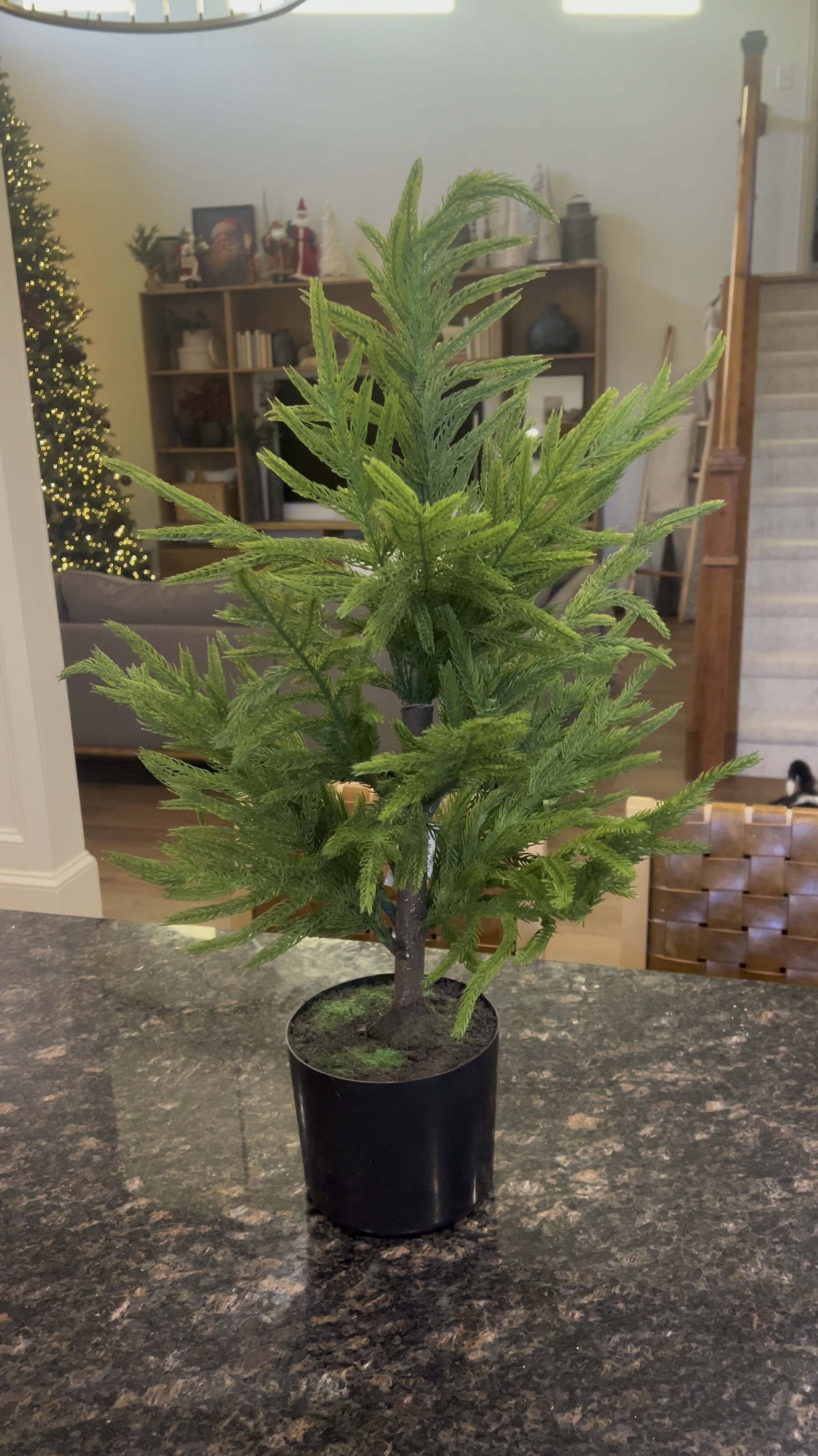 It came and it’s beautiful!!!! 

Just need to find a cute container for it! 

#LTKHoliday #LTKHome #LTKSeasonal