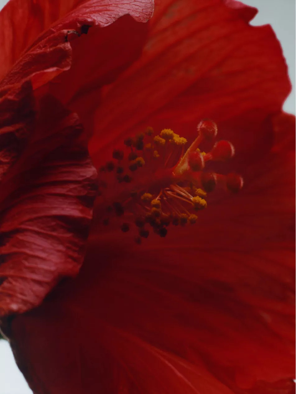 Red Hibiscus Intense cologne 50ml | Selfridges