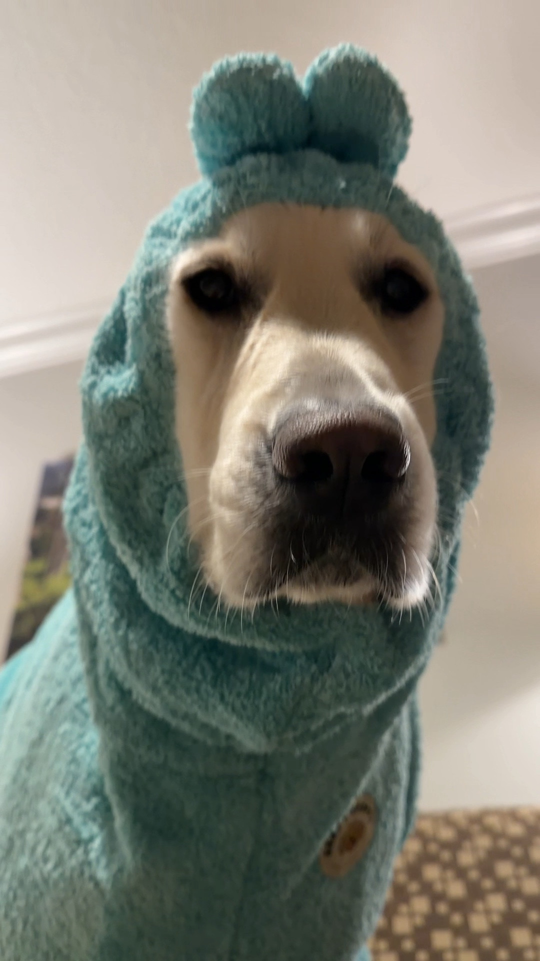 favorite 🐕 bath robe for Nash

#LTKdayinmylife #LTKselfcare #LTKmomlife