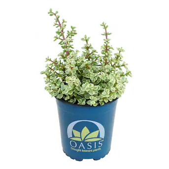 Altman Plants 1.0 -Pack Portulacaria Afra Variegata in 2.50 -Quart Pot Lowes.com | Lowe's
