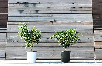 Calamondin Tree Live Plants - Calamansi Plant Cannot Ship: CA, AZ, or TX – Easy to Grow Calamon... | Amazon (US)