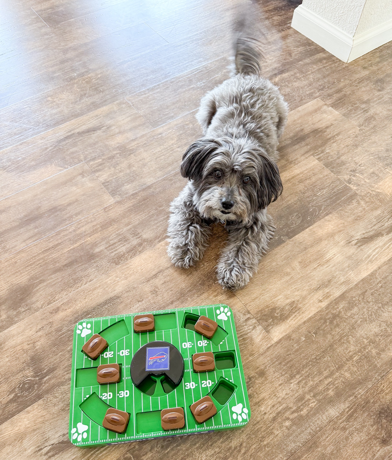 Ready for Buffalo Bills game day! Proud member of the Bills Muttfia - include your dog on game day traditions with a puzzle to keep them busy. NFL Dog puzzle on deal now! Size standard shown with 10 lb Sophie. 

#LTKSaleAlert #LTKFindsUnder50 #LTKSeasonal