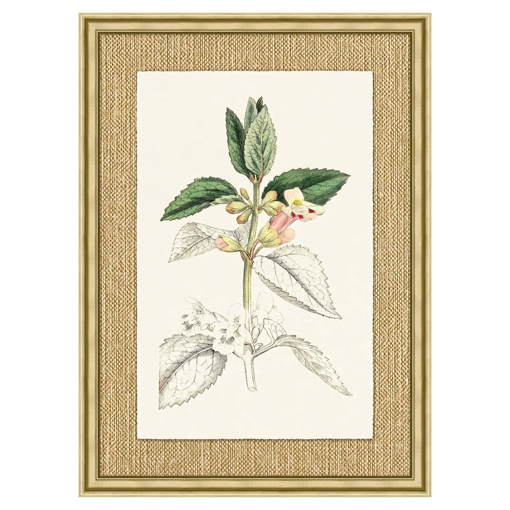 Mavis Updated Traditional Green Botanical Gold Frame Illustration 6 - 37x27 | Kathy Kuo Home