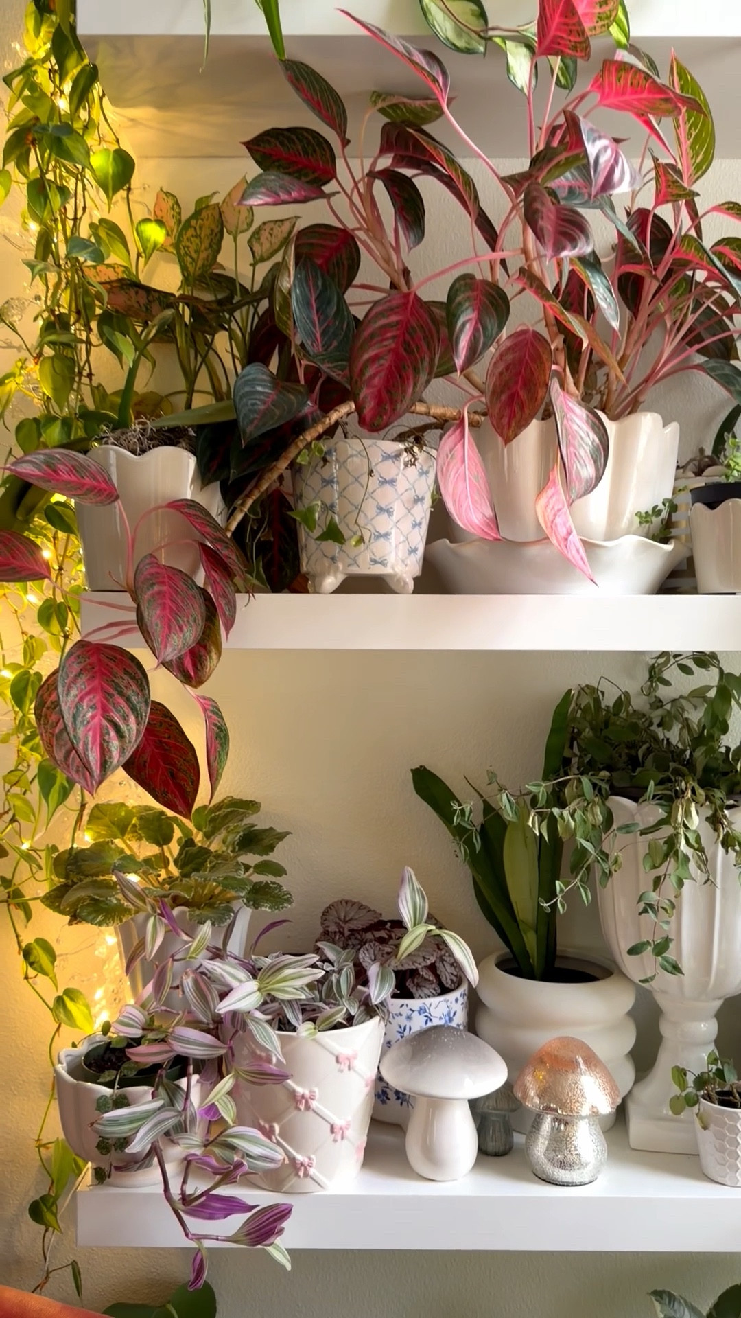 Plant shelves life & new planter with cute pink bows added. Any of these planters could be used as a vases. Great price point . Scalloped planters. Trending. Classic .

#LTKHome #LTKFindsUnder50 #LTKSeasonal