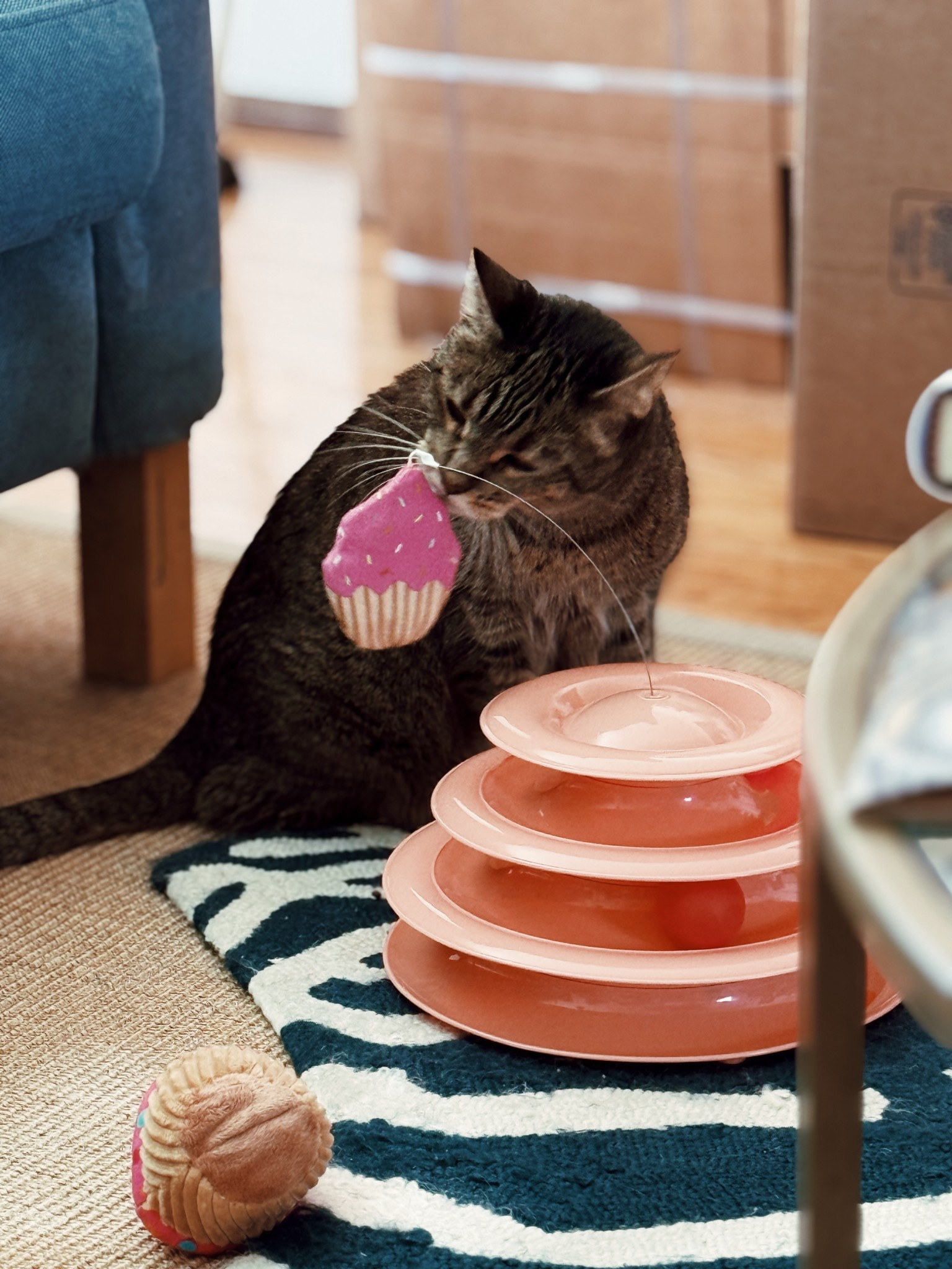 Here are a few items from @Chewy that have helped TREMENDOUSLY while I treat my 15-year-old cat, Gemma, who has small cell lymphoma. #chewypartner 

#LTKPets #LTKFindsUnder50 #LTKFindsUnder100