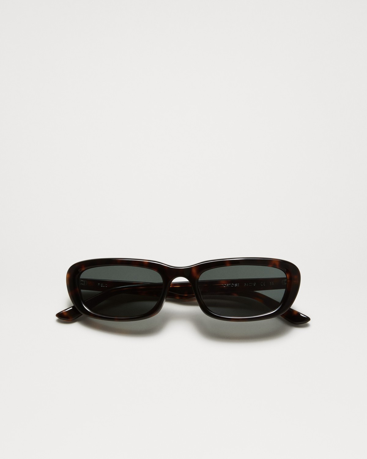 Field Tortoise | CHIMI