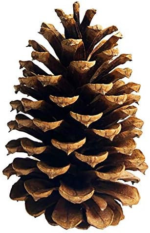 PineCones Tall Bulk Package All Natural,Real Preserved Pine Cones Big Pinecones and Perfect Natur... | Amazon (US)