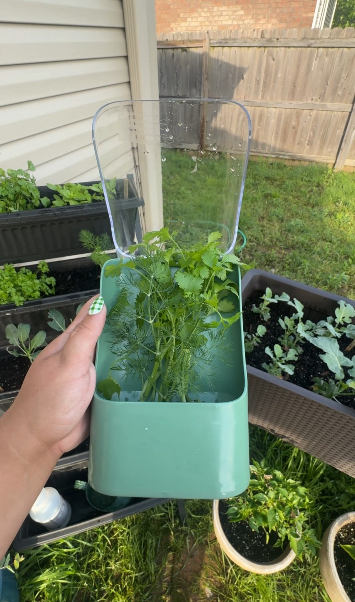 fresh harvest of dill and cilantro from this morning!! this herb storage container makes it so seamless to store my herbs in the fridge

#LTKHome #LTKSummerEdit