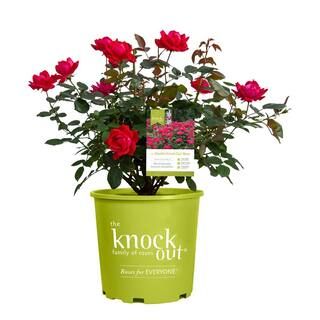 KNOCK OUT 1 Gal. Red Double Knock Out Rose Bush with Red Flowers 13156 - The Home Depot | The Home Depot