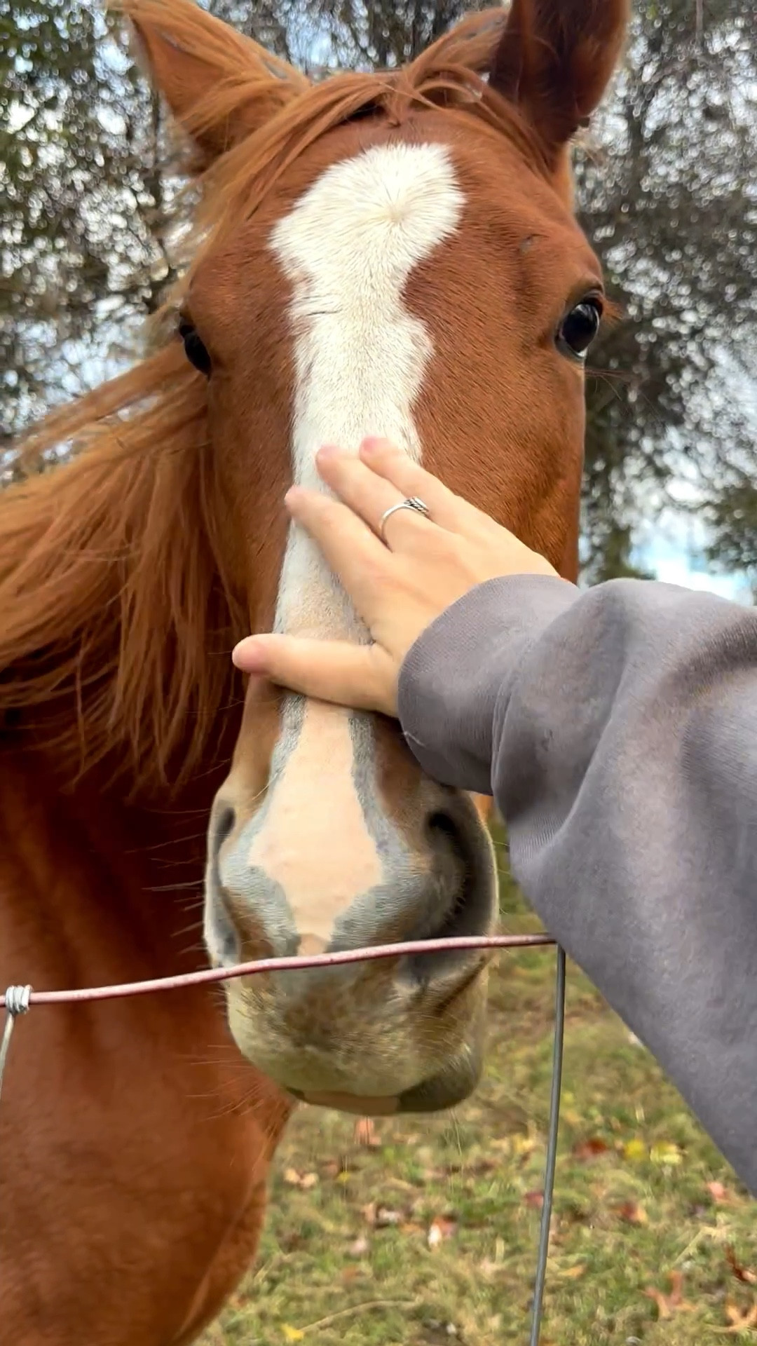 My baby!!!! So so so happy she’s here!! Husbands here’s your gift guide 🫡

#LTKPets #LTKHoliday #LTKGiftGuide