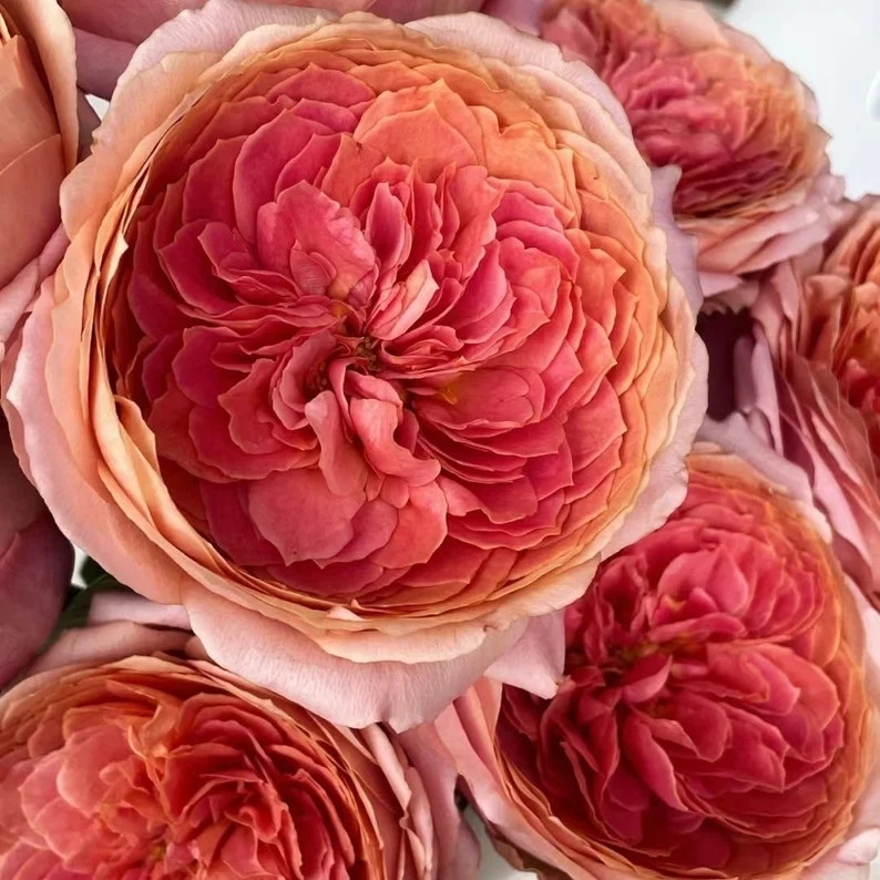 Rose Romantic antike 浪漫古董 | Etsy (US)