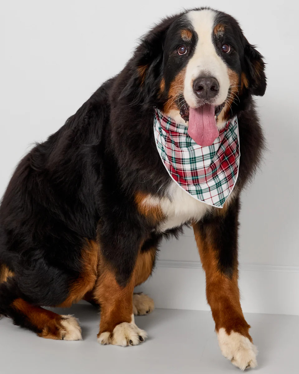 Holly Plaid Pet Bandana | Little Sleepies
