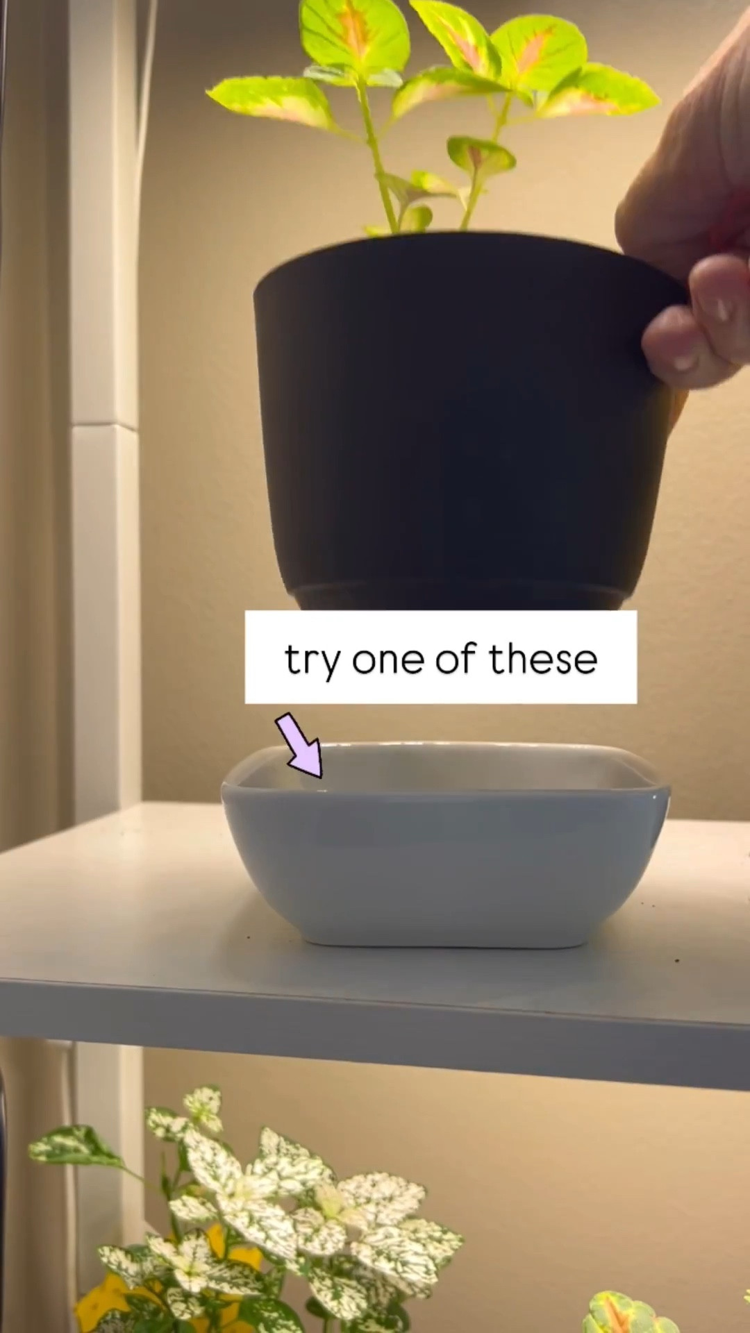 Next time you need a drip tray for your potted plants, consider using something non conventional that reflects your style. Dip dishes, trinket trays, and even candy bowls work perfectly. Just be sure they’re wide enough to sit your plants comfortably inside, and have a lip to hold a bit of water.

I’ve linked some lovely options here.

#indoorplants #showoffyourpersonality #driptrays

#LTKHome #LTKStyleTip