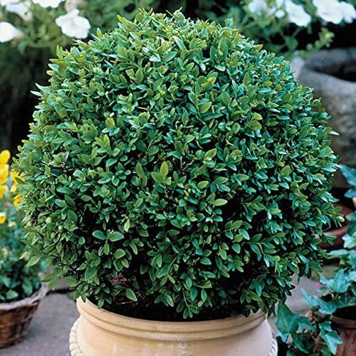 Ten Green Velvet Boxwoods - Low Maintenance Evergreen - 10 Live Plants Shipped 6-8" Tall by DAS F... | Amazon (US)