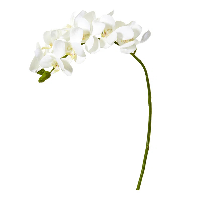 Orchid Arrangement (Set of 6) | Wayfair North America