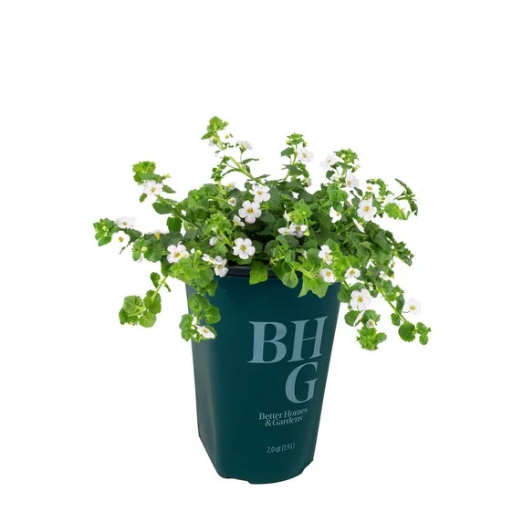 Better Homes & Gardens 1.5 Pint White Bacopa Annuals Outdoor Live Plants Partial Sun | Walmart (US)