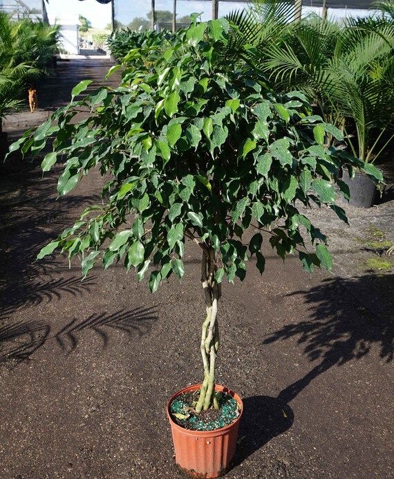 Ficus Benjamina Weeping Fig Braided Tree  Live Plant in a 10 | Etsy | Etsy (US)