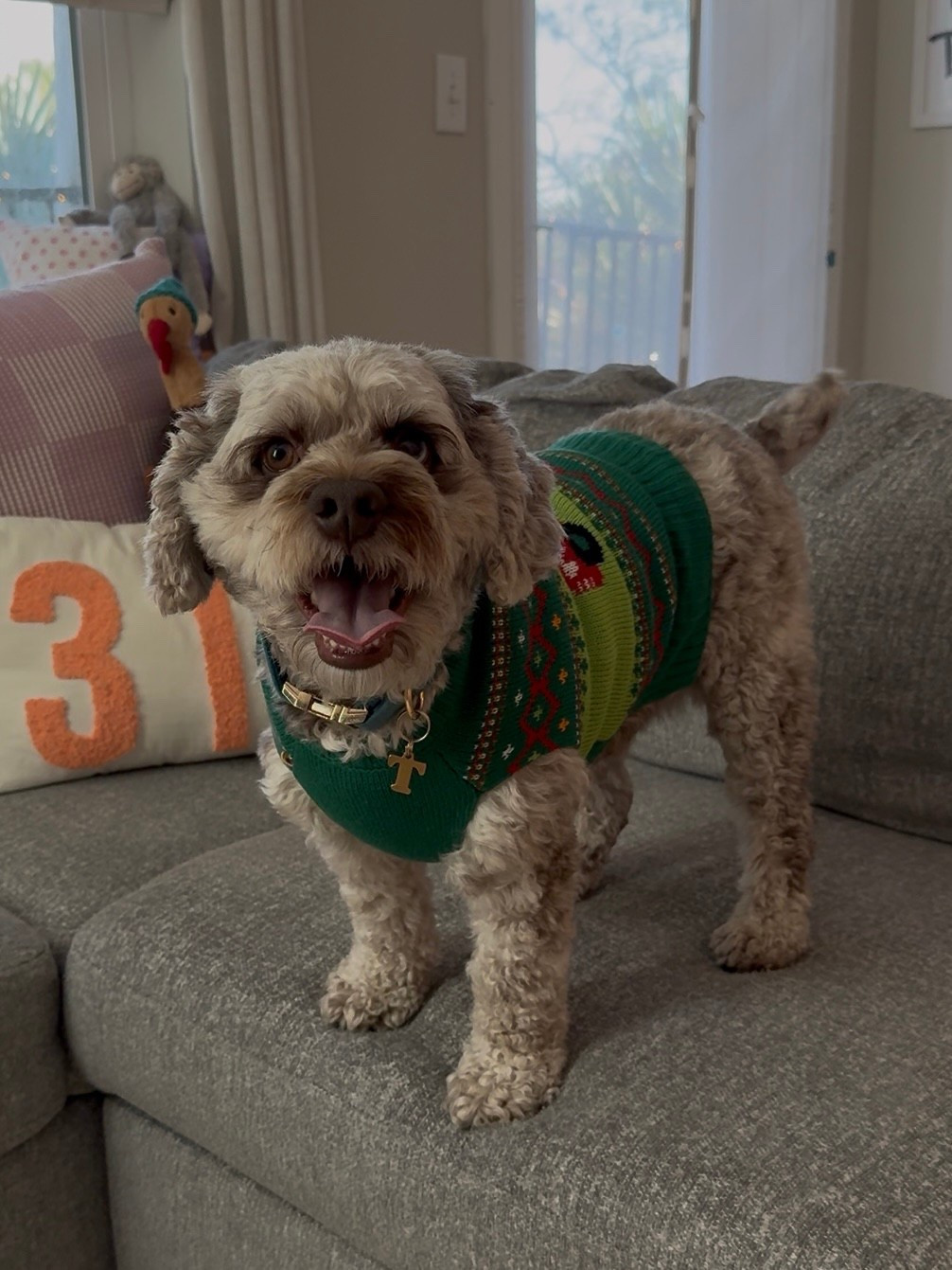 The paw-fect place to shop to give your furry friends a magical Christmas!!🐾 @petco #ad #petcoparter 