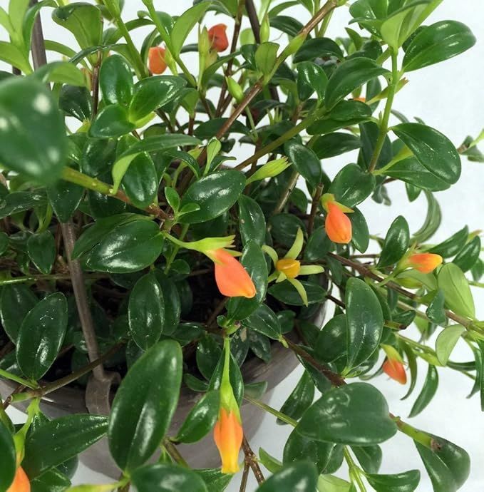 Ohio Grown Goldfish Plant - 6" Hanging Basket - Blooms Frequently! | Amazon (US)
