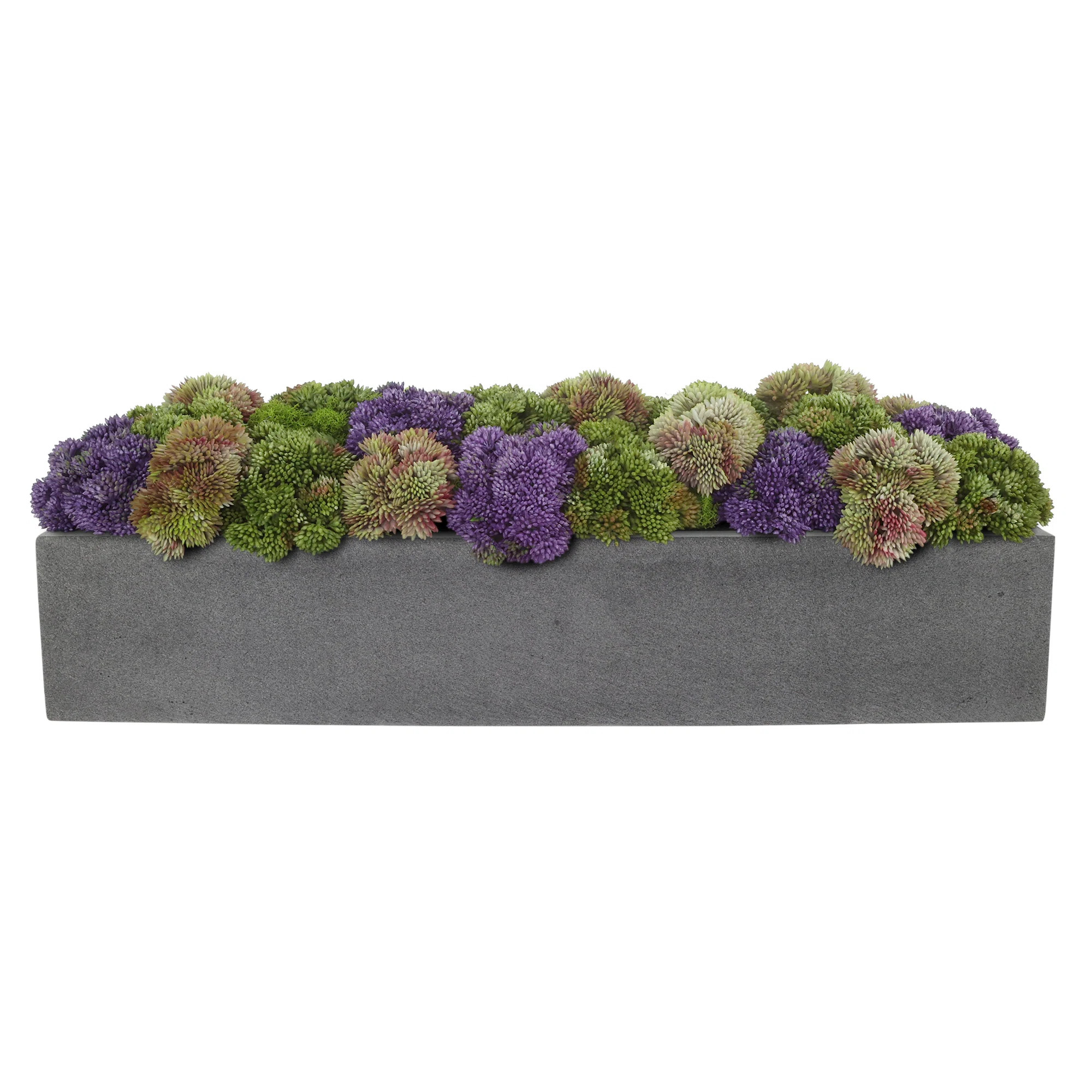 Multi Colored Sedum in Black Planter | Wayfair North America