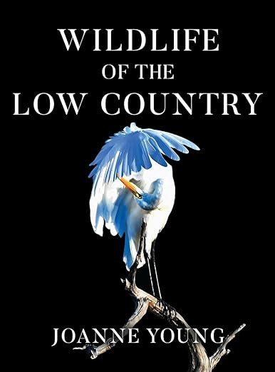 Amazon.com: Wildlife of the Low Country: 9781647048013: Young, Joanne: Books | Amazon (US)