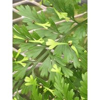 Mother Fern | Etsy (US)