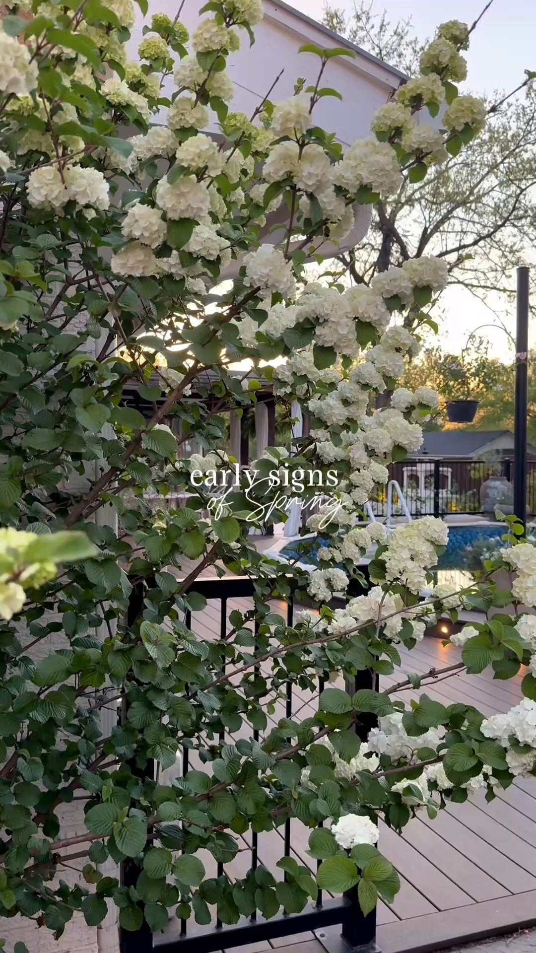 What I have been busy working on: prepping the patios for spring!! I can’t wait to show y’all more. Linking my favorite planters and outdoor light, etc. the large plant you see at first is an OpeningDay DoubleFile Viburnum. You also see an olive tree and guara. Hydrangea trees, rosemary, lavendar, boxwoods and hiphop euphorbia in the stone beds. In the box planters I have star Jasmine and sweet alyssum. On the posts outside my shop I have star Jasmine and calibroacha. Get those planters ready! 

#LTKSeasonal #LTKHome