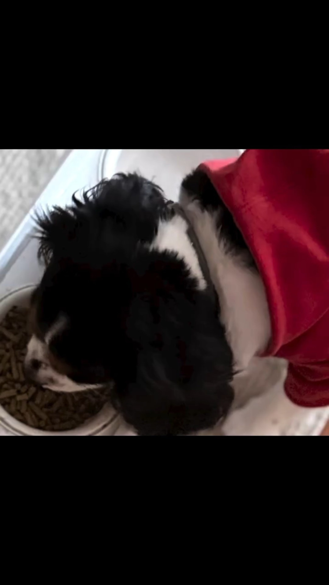 Gifted By @influenster @biljacdogfood 

To say that I’m impressed with this dog food Is an understatement! Drake spreads out eating his kibble all day.
When I mixed the Biljac in, he immediately ate everything!
The ingredients in this dog kibble are outstanding. Five pounds of chicken in a six pound bag is almost unheard of.! feel that Drake is definitely getting the nutrition he needs with Biljac. I will definitely be switching.

#complimentary @biljacdogfood #dogfood #dogtreats #doglover #biljac