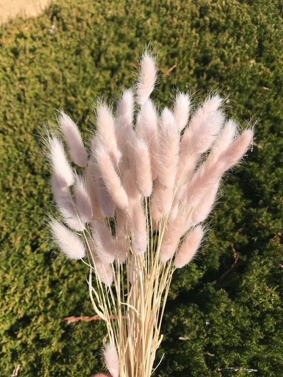 15g Pink Beige Lagurus Dried Flowers Floral Arrangements | Etsy | Etsy (US)