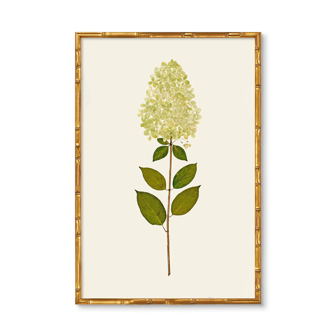 Dried Limelight Hydrangea | Urban Garden Prints
