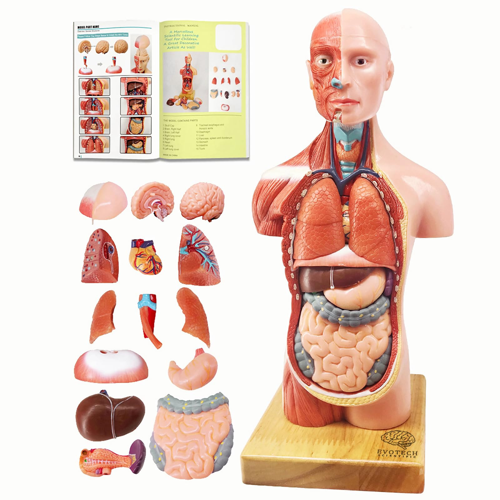 EVOTECH SCIENTIFIC 2025 New Human Body Model for Kids, 15 Pcs Removable 11 inch Human Torso Anato... | Amazon (US)
