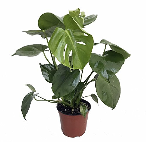 Split Leaf Philodendron 6" Hanging Basket - Monstera-Edible Fruit Like Pineapple | Amazon (US)