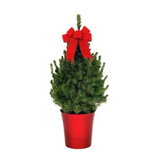 2.5 qt. Holiday Spruce Tree with Red Pot and Velvet Bow | The Home Depot