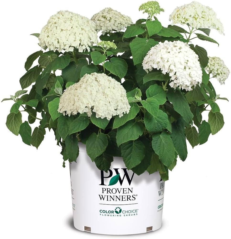 Proven Winners Incrediball Hydrangea - Hydrangea A. Incrediball - 3 Gallon | Amazon (US)