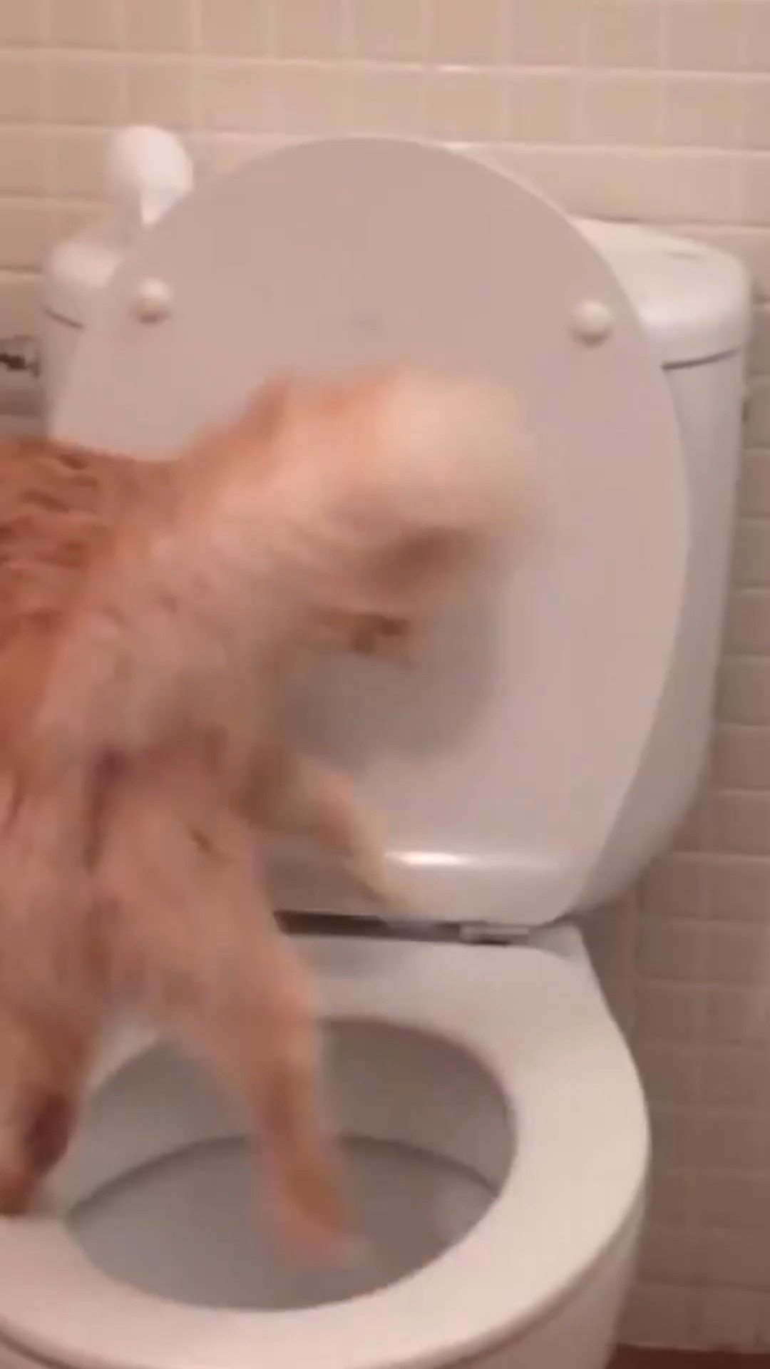 Amazon Favorites, amazon finds, amazon must haves, amazon essentials, amazon under $50, amazon under $100, amazon pet, amazon made me buy it, found it on amazon 

#LTKunder100 #LTKunder50 #LTKsalealert