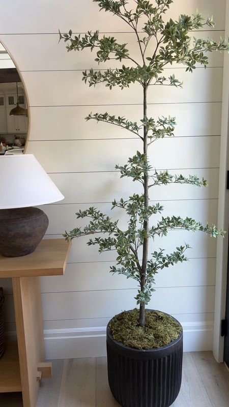 My Pottery Barn black olive tree in a gorgeous black fluted pot. ☺️ 


Home decor, living room styling

#LTKstyletip #LTKhome